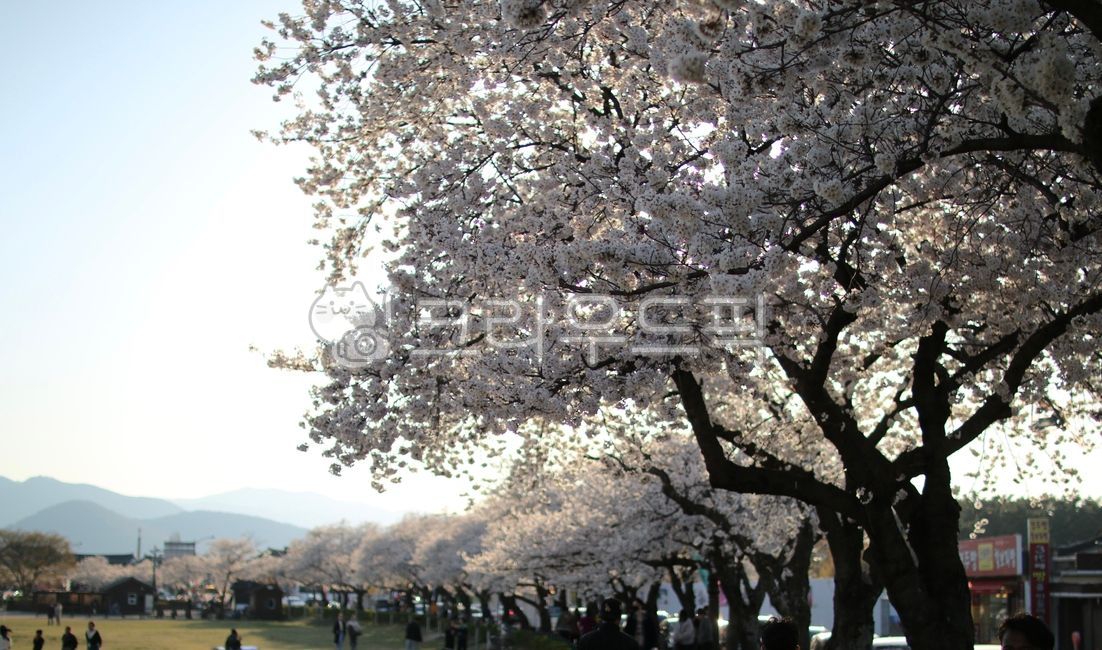 가로수,벚꽃,노을,경주,풍경