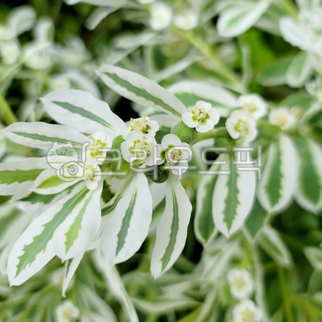 petal,plant,tree,fall flowers,wild flowers,leaf,small flower,flower,Emotional photo