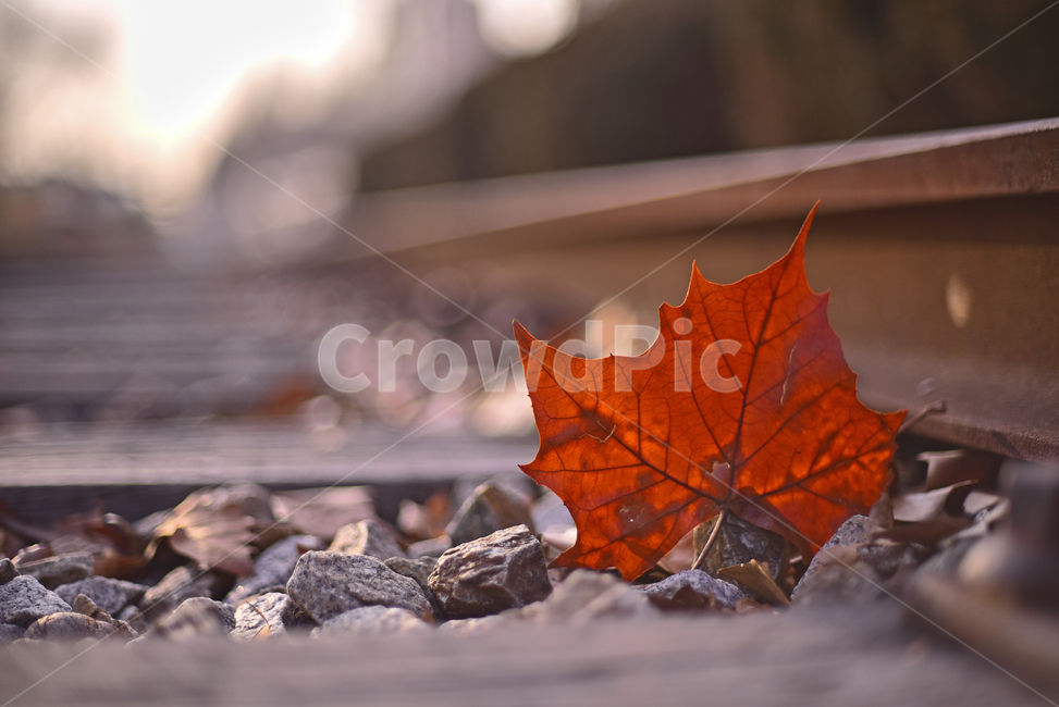 감성사진,겨울풍경,늦가을,나뭇잎,잎새,잎사귀,plant,식물,leaf,잎,바닥,철로,기찻길,아웃포커스,보케,빛망울,플레어,flare,필름감성,감성풍경,분위기,느낌,필링,feeling,sensible,emotional,background,배경,바탕,bokeh,outdoor,야외,옥외,플라타너스잎,낙엽,자갈,돌멩이,rust,철길,가을,계절,fall,autumn,season