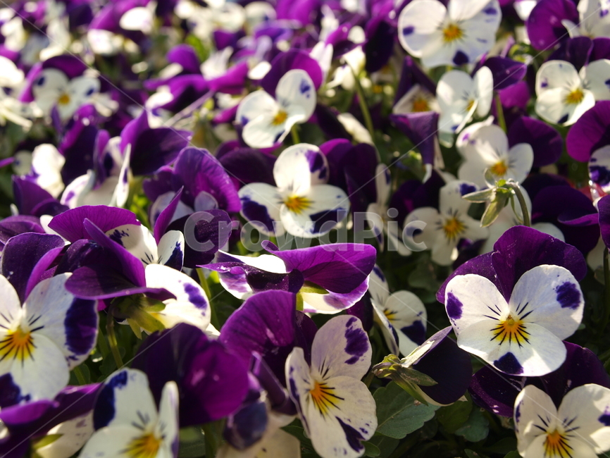 식물,꽃,pansy,팬지,삼색제비꽃,비올라,화단,식물,자연,plants,nature,꽃,flower