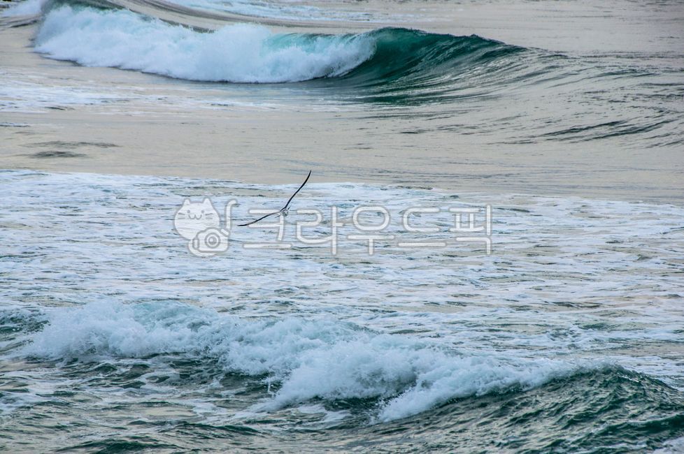 바다,파도,거친파도,해수욕장,흐린바다