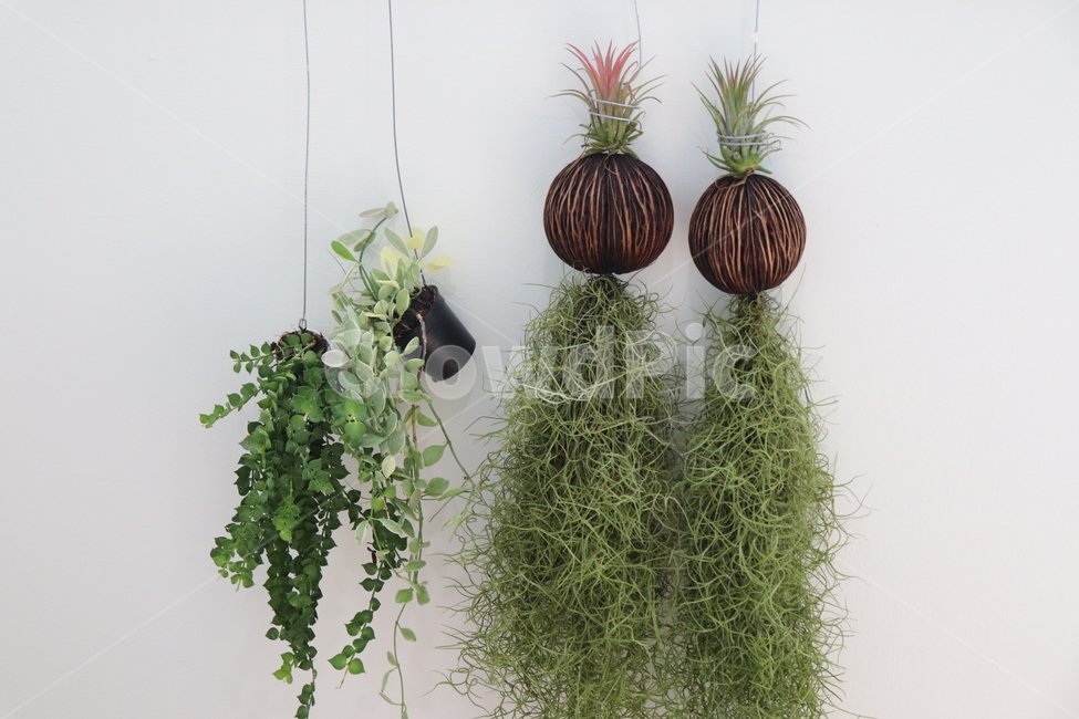 plant,식물,다육이,행잉플랜트,틸란드시아,공기정화식물,수염틸란드시아,이오난사,인테리어식물,식물,자연,plants,nature