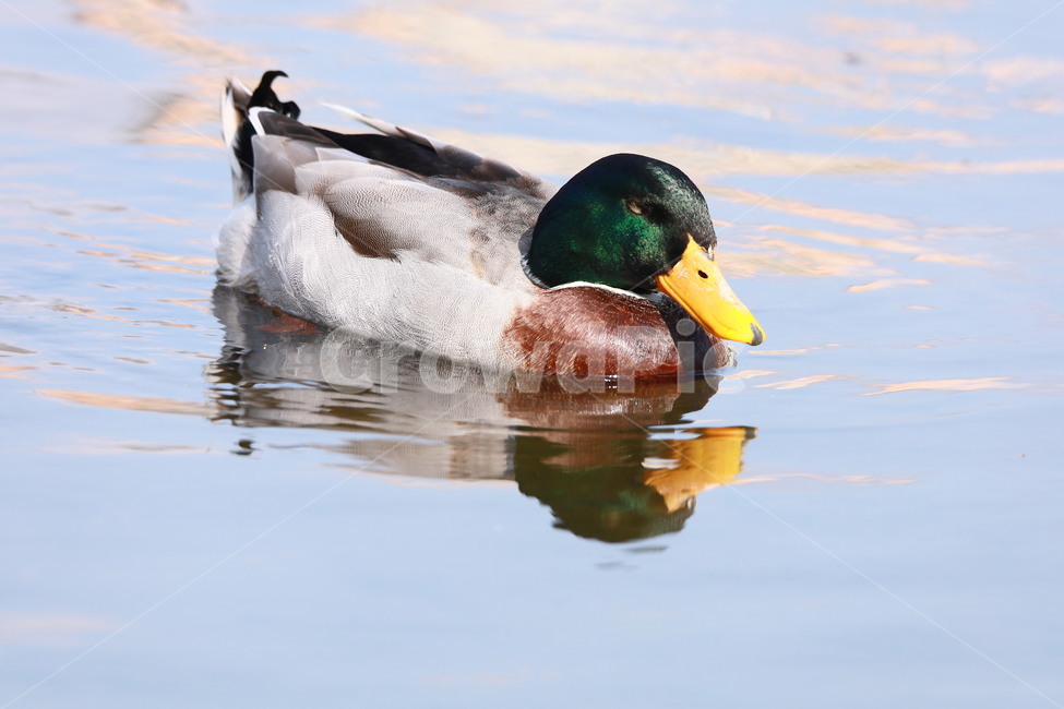 mallard,청둥오리,animal,새,bird,동물,animal,조류,새,birds