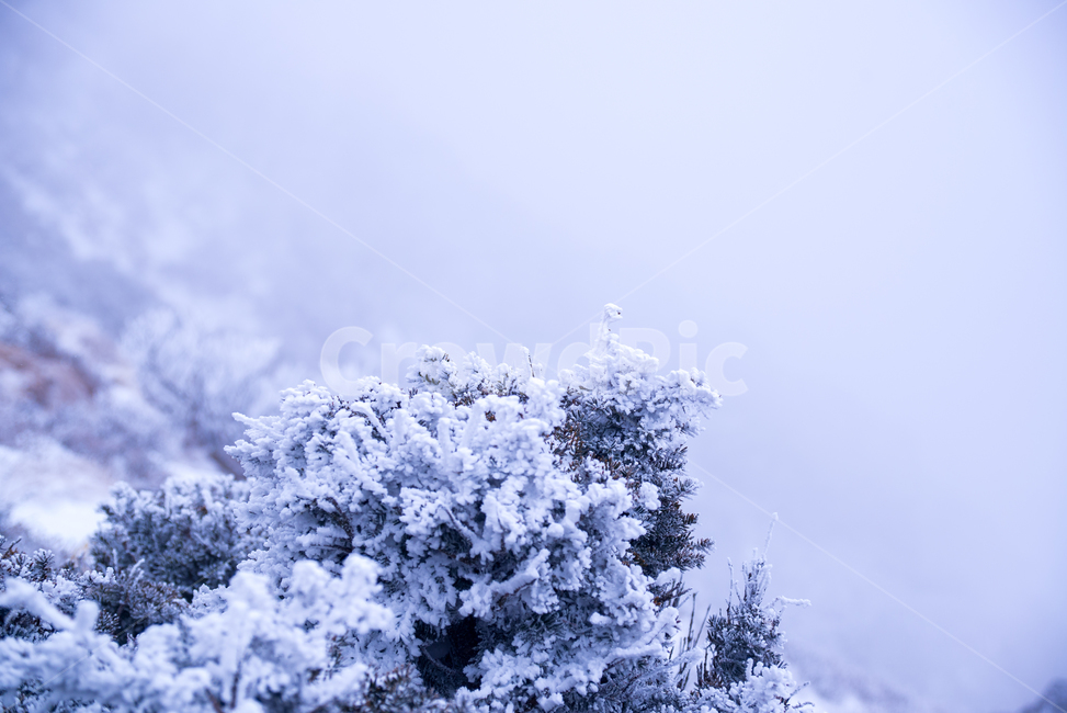 눈,눈보라,백설,snow,제주도,한라산,영실코스,풍경,설경,흰눈,겨울,winter