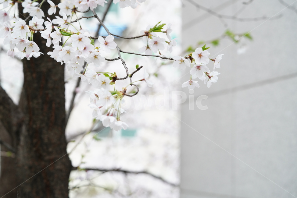 꽃,벚꽃,봄,계절,플라워,화이트,흰색,하얀색,생물,감성,느낌,식물,flower,spring,white