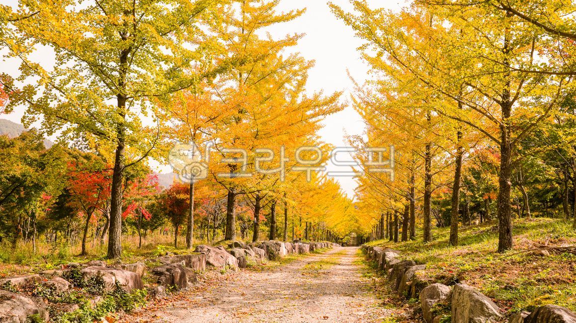 자연,경치,은행나무길,단풍길,단풍잎,은행나무,가로수,가로수길,가을,계절,단풍,노란단풍,낙엽,잎,노란잎,식물,plant,나무,tree,나무줄기,산책로,산책길,햇빛,빛,그림자,자갈,gravel,흙길,dirtroad