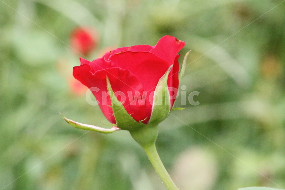 장미,꽃,식물,정원수,rose,식물,자연,plants,nature,꽃,flower