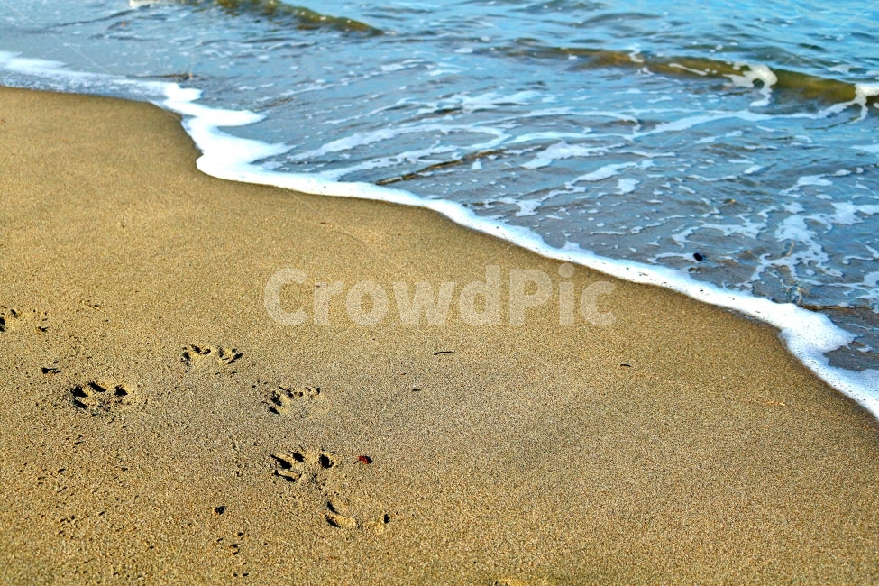 강아지,발자국,발바닥,바다,파도,해변,바다,beach,sea