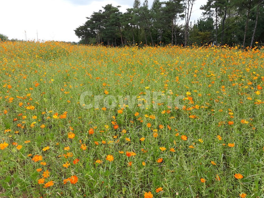 yellowcosmos,꽃동산,드림파크,가을나들이,서울근교,가을,계절,fall,autumn,season,plant,식물,field,들,outdoors,옥외,grassland,목초지