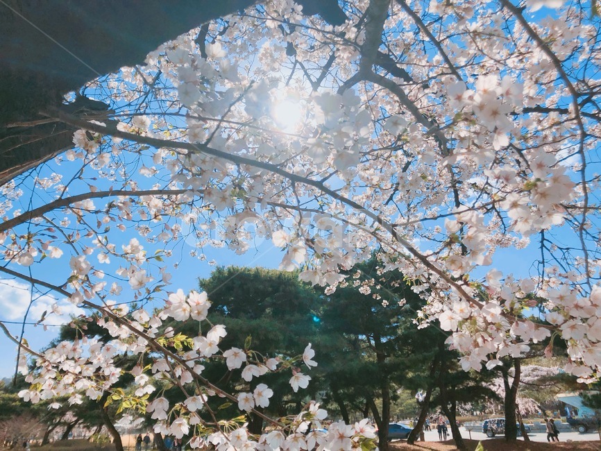 벚꽃,꽃,봄꽃,봄,벚꽃나무,나무