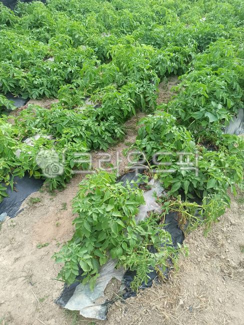 감자밭,감자농사,감자수확,채소,감자재배,농산물