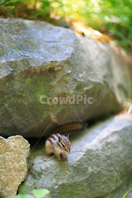 다람쥐,바위,Squirrel,자연,풍경,봄,동물,animal,포유류,mammal