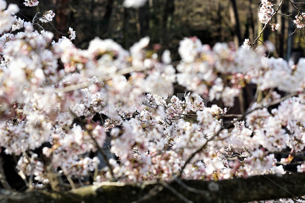 벚꽃,봄,꽃,나무,자연,식물,예쁨,아름다움,하얀색,분홍색,감성,느낌,nature,flower,spring,white,pink,beauty,emotion,feeling,tree,봄,계절,spring,season,꽃,flower,plant,blossom,cherry blossom