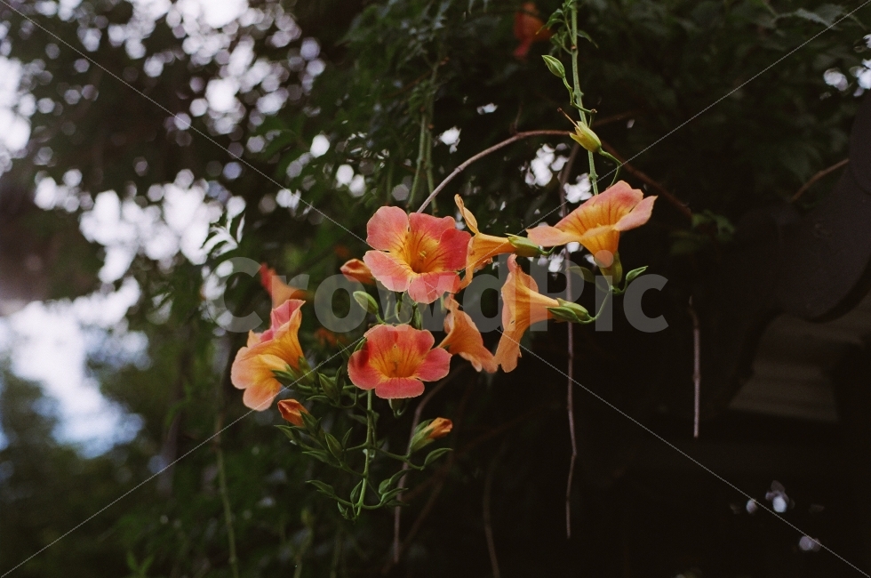 능소화,한옥마을,전주,필름,minoltax700,flower,chinesetrumpetcreeper,picture,sensitivity,식물,자연,plants,nature,꽃,flower