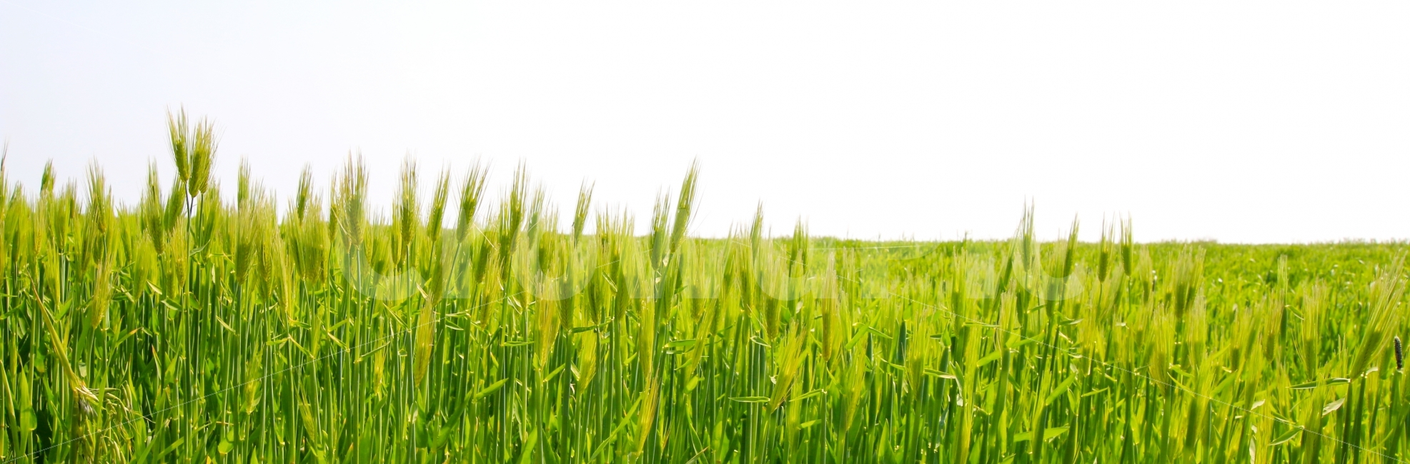 청보리,가파도,제주,봄,보리,제주도,섬,초록,식물,자연,풍경,nature,landscape,plant,grass,잔디,vegetation,초목