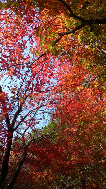 자연,가을,단풍,나무,강성,가을,계절,fall,autumn,season,식물,자연,plants,nature,나무,trees,wood,plant,leaf,잎,tree,maple