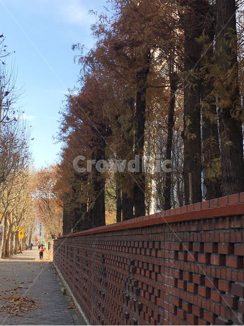 담,벽,wall,벽돌,brick,거리,street,보도블럭,sidewalkblock,보도,walkway,sidewalk,풍경,scenery,나무,tree,낙엽,deciduous,잎,leaf,생활,life,바닥,땅,ground,floor,flooring,판석,flagstone,통로,path,길,road