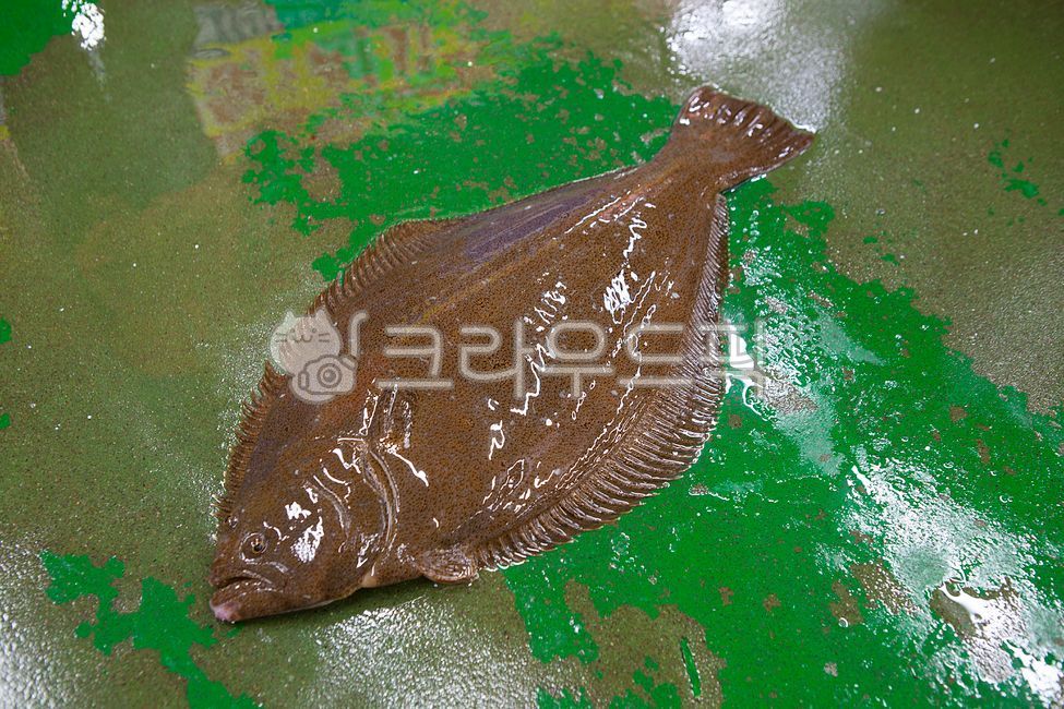 광어,자연산광어,활어회,자연산회,자연산,국내산,국내산광어,생선,회,횟집,수산물시장,수산시장,물고기,맛집,광어활어회,술안주,소주안주,안주,광어매운탕,고기,광어회,생선회,해산물,해물,수산물