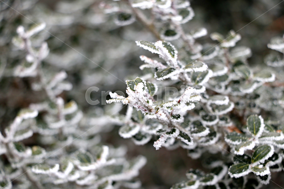 한라산,1100고지,눈꽃,설경,눈,snow,자연,옥외,outdoors,nature