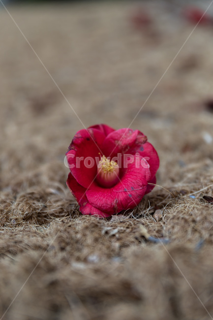 flower,blossom,꽃,plant,식물,petal,꽃잎,동백,동백꽃,식물,자연,plants,nature,꽃,flower