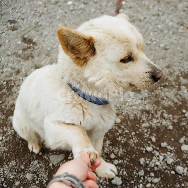 개,강아지,동물,포유류,반려견,멍멍이,애견,애완동물,반려동물,animal,dog,doggy,puppy,pet,교감,손,발,훈련,training,감성,감성사진,빈티지,아날로그,필름,필름사진,필름카메라,film,filmcamera,sensible,feeling,동물,animal,포유류,mammal,개,강아지,dog,doggy