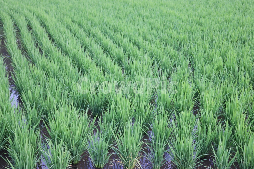 모내기,vegetation,초목,plant,식물,bush,잔디,grass,부시,산업,industry,industrial,농업,농사,agriculture,farming,farming industry