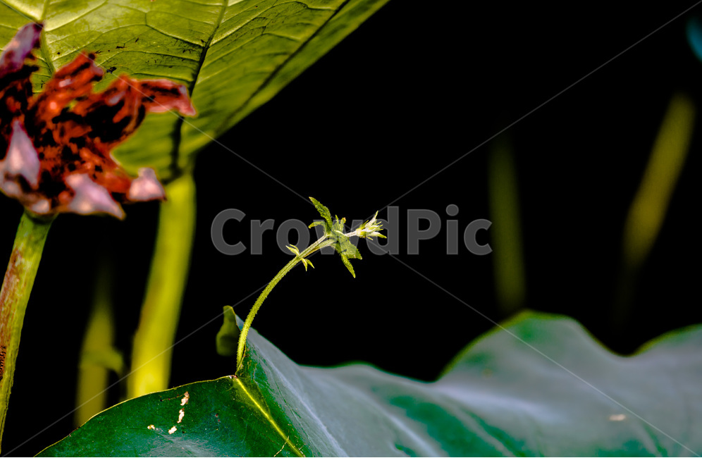문양,무늬,연잎,줄기,습지,식물,자연,plants,nature