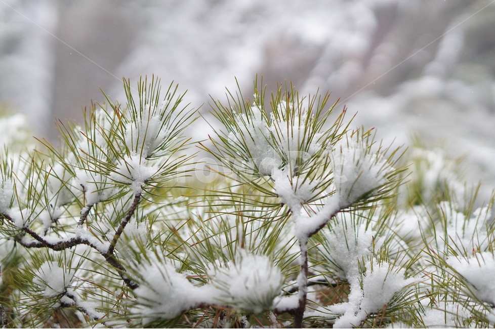 용봉산,겨울,눈,풍경,소나무,눈송이,겨울,계절,winter,season,식물,자연,plants,nature