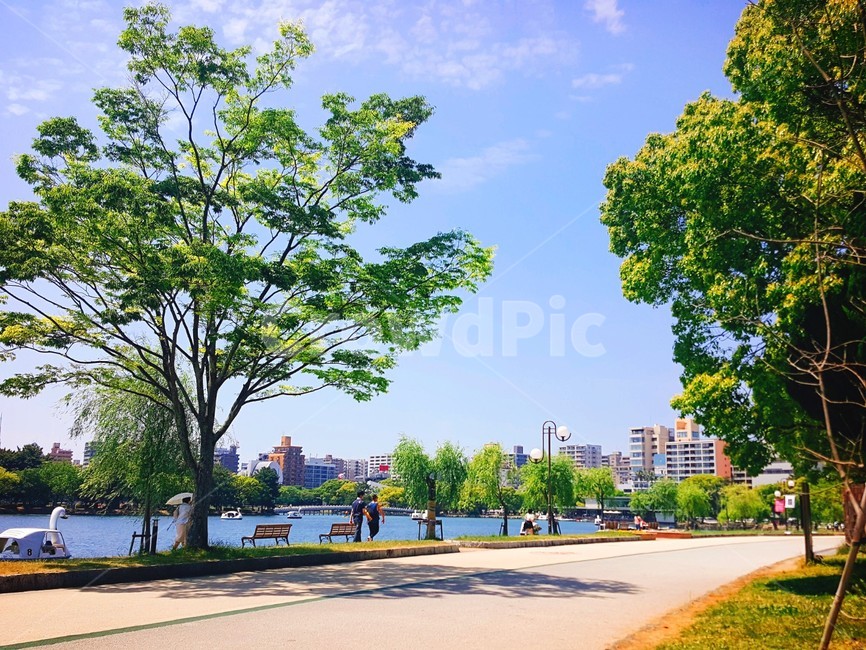 grass,잔디,plant,식물,tree,나무,outdoors,lawn,park,공원