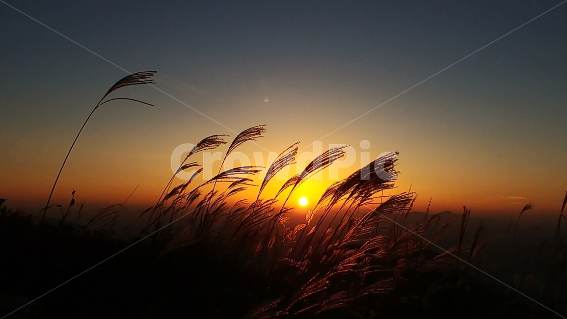 일출,태양,갈대,자연,하늘,자연,풍경,nature,landscape