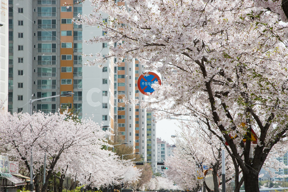 벚꽃,봄,봄꽃,벚꽃축제,벚나무,따스함,벚꽃꽃말,벚꽃명소,벚꽃개화시기,순결,봄,계절,spring,season,도시,풍경,city,landscape,cherry blossom,flower,꽃,blossom,plant,식물