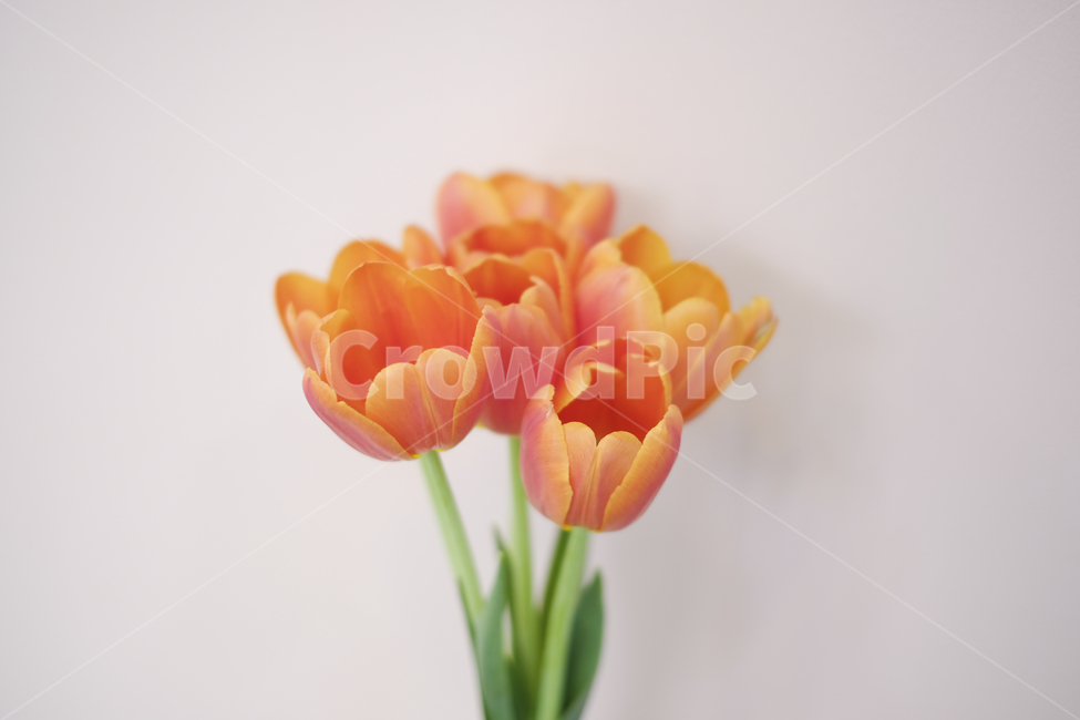 주황튤립,꽃,봄,봄꽃,튤립,튤립축제,식물,식물,자연,plants,nature,꽃,flower,실내용화초,화분,화초,house plant,색깔,색상,색채,색감,color sense,color sensitivity,feeling of color,인테리어,실내디자인,interior design