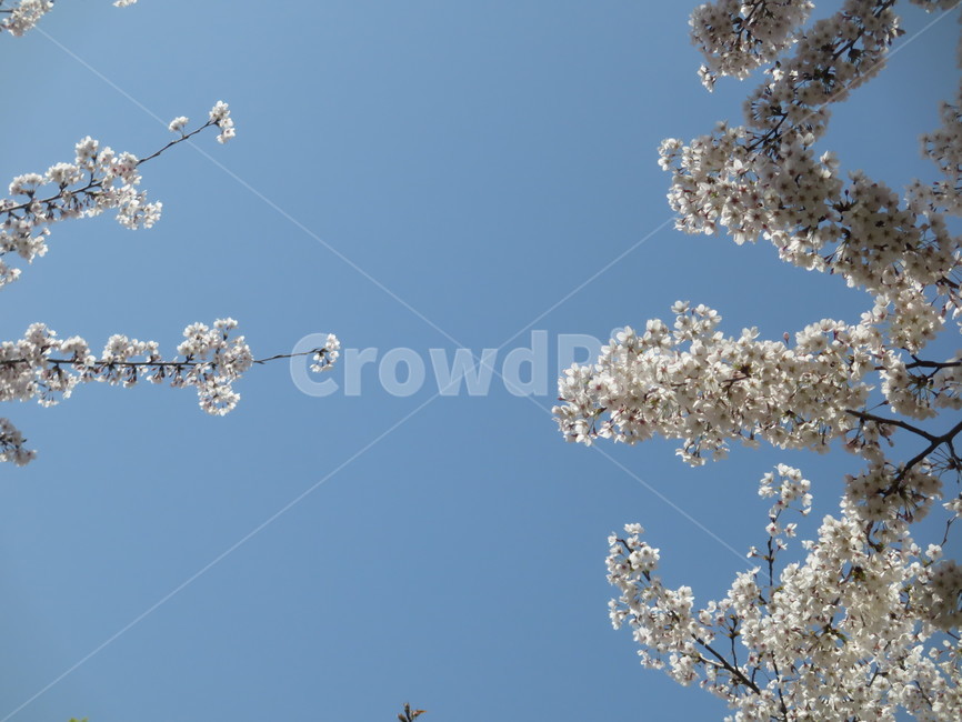 white flower,Cherry Blossom,cherryblossom,flowering,springseason,spring,spring flowers,sensiblefeeling,mountain,plants,sight,season,wood,Emotion,park,sky,blossom,nature,clear,tree,picnic,full bloom,flower,Eco,warm,blue,background,plant,walk