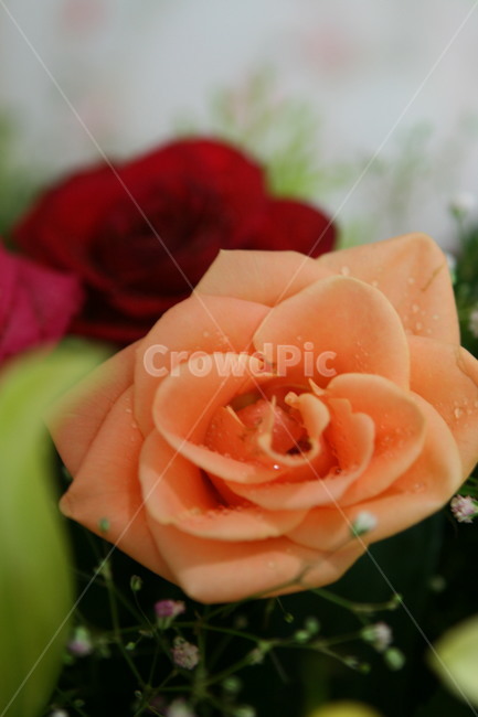 꽃,장미,장미꽃,꽃다발,장미꽃다발,빨강,식물,자연,plants,nature,꽃,flower