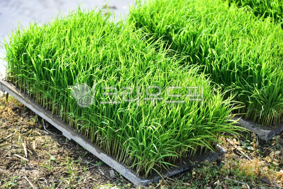 모판,모,모내기,모심기,모종,벼,농사,벼농사,논,rice,farming,agriculture