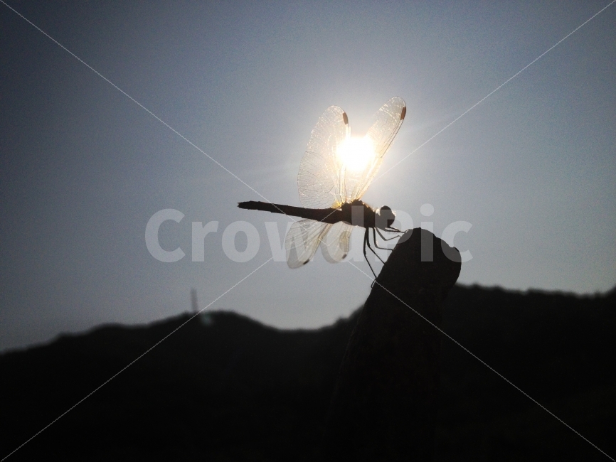곤충,잠자리,자연,가을,생명,동물,animal,곤충,벌레,insect,bug