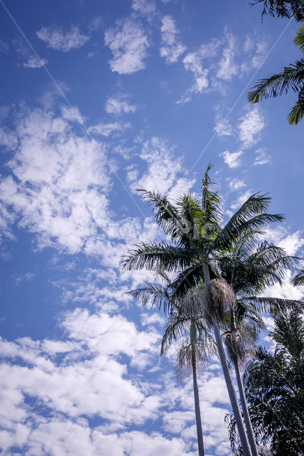 야자수,나무,하늘,구름,열대,palm,tree,sky,cloud,tropical