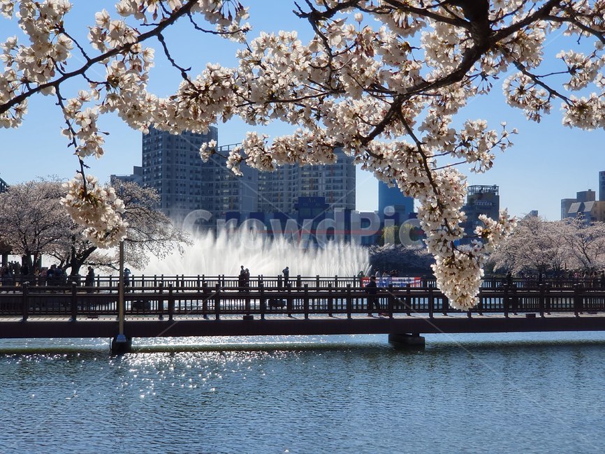운천저수지,벚꽃,벚나무,저수지,광주서구,쌍촌동,벚꽃명소,봄,계절,spring,season,plant,식물