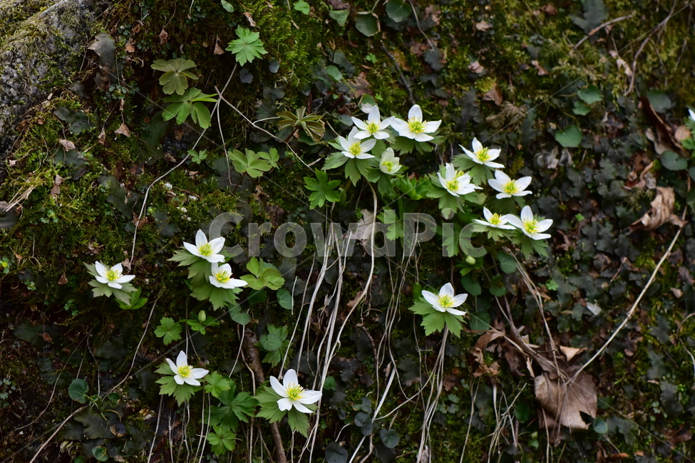 모데미풀,야생화,봄,꽃,풀꽃,자연,식물,식생,plants,nature,spring,season,flower