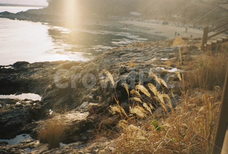 통영,이순신공원,갈대,sunshine,풍경,필름카메라,35mm,장성카메라,greatwall,Pf1,자연,풍경,nature,landscape,휴식,힐링,rest,relaxation,healing,light,빛,flare,플레어