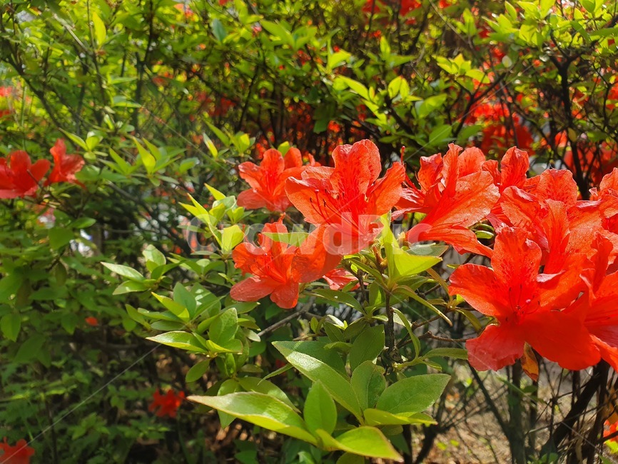 날씨,꽃,도심속꽃,꽃공원,꽃장식,식물,자연,plants,nature,꽃,flower