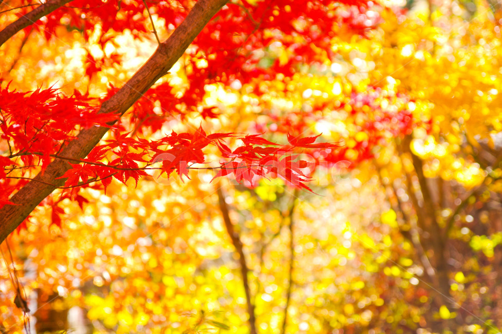 가을,단풍,단풍나무,붉은,오색,가을색,색감,등산,붉은물감,가을,계절,fall,autumn,season,자연,풍경,nature,landscape,plant,식물,leaf,잎,tree,나무