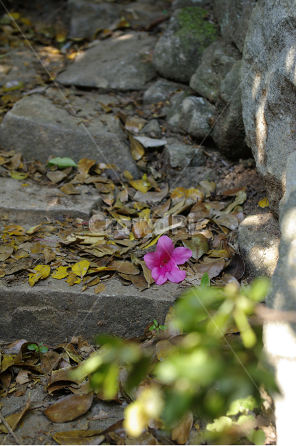 계단,돌,낙화,꽃,flower,식물,plant,식물,자연,plants,nature,꽃,flower