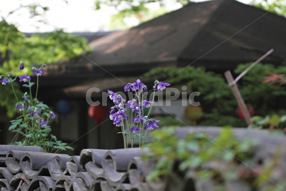 꽃,매발톱꽃,식물,자연,감성사진,식물,자연,plants,nature,꽃,flower
