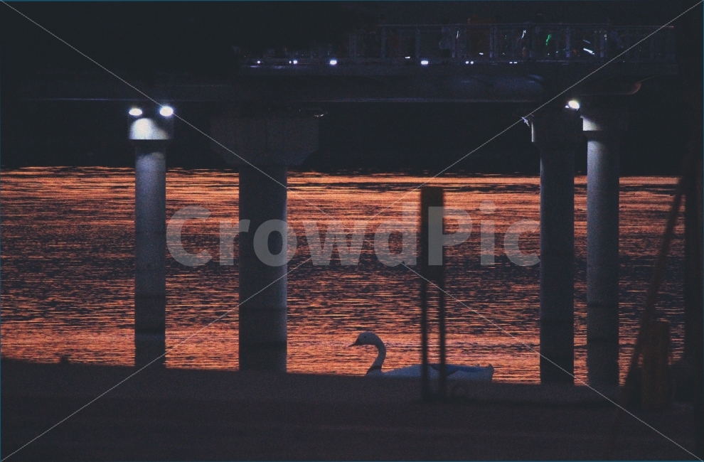 강,윤슬,여행,오리배,일몰,해질녘,도시,풍경,city,landscape,한국도시풍경,한국도시경관,korea cityscape,감성,sensible,feeling,스포츠,레저,운동,sports,leisure,exercise