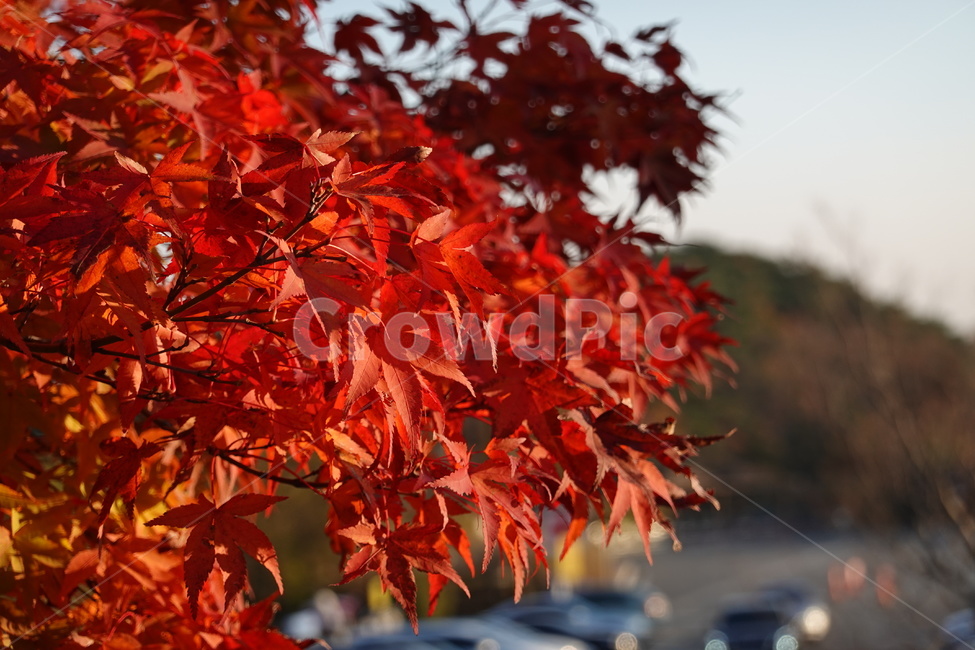 석굴암,단풍,주차장,가을,가을하늘,가을,계절,fall,autumn,season,plant,식물,leaf,잎,tree,나무,maple