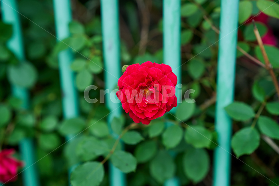 장미,rose,5월,꽃,flower,식물,자연,plants,nature,꽃,flower