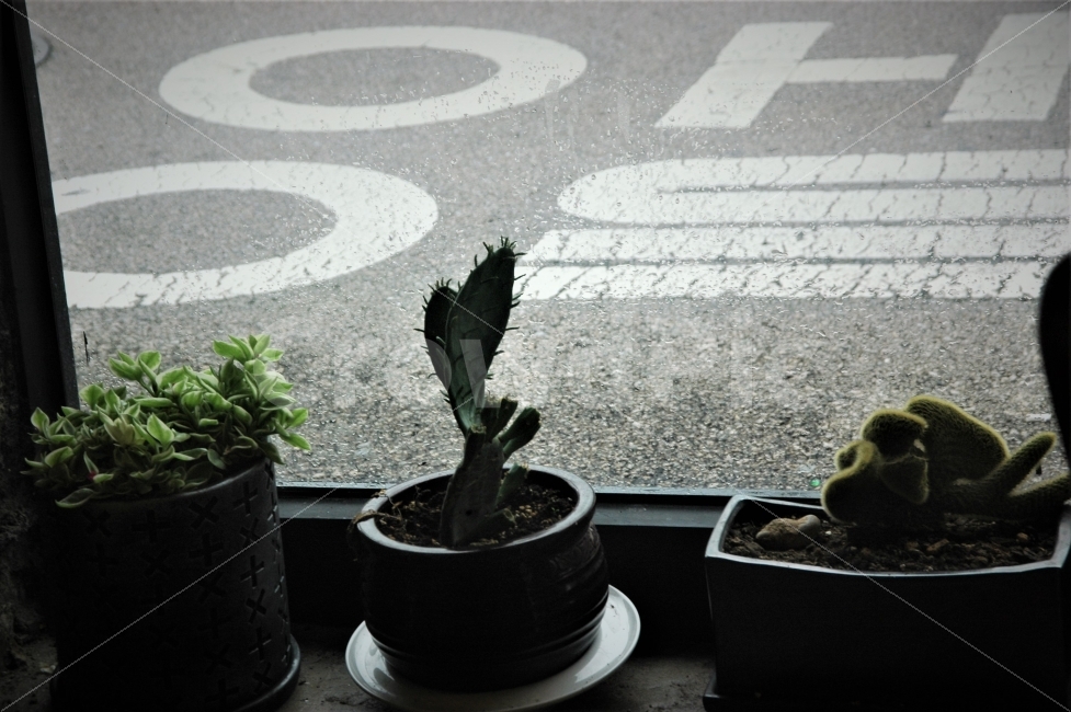 서울,작은,식당,안의,선인장,분위기,식물,자연,plants,nature,인테리어,실내디자인,interior design