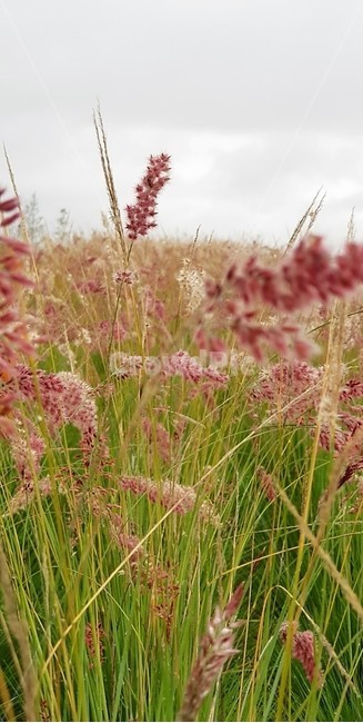 억새,붉은억새,가을,계절,자연,식물,단풍,식물,자연,plants,nature