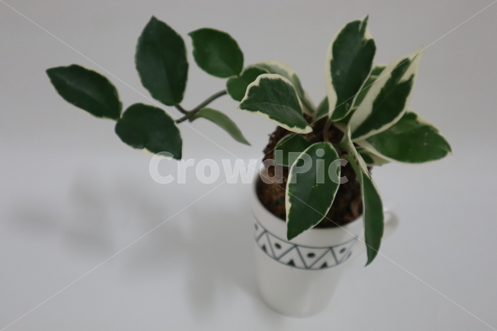 식물,공기정화식물,초록잎,greenplant,airpurifyingplant